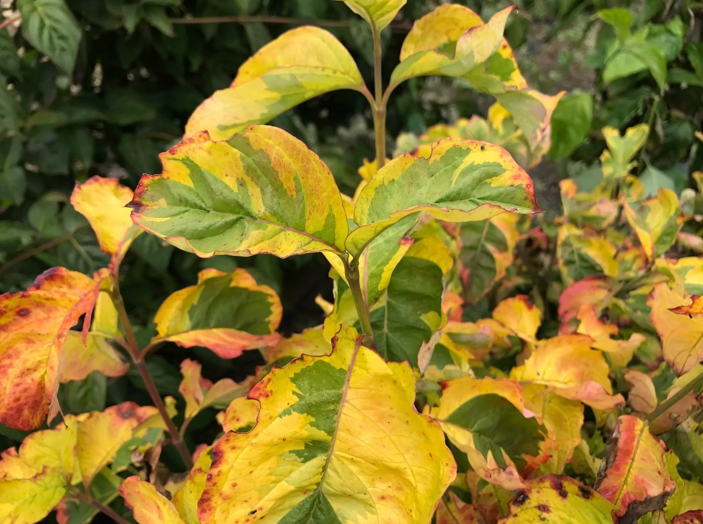 Autumn colour — deciduous trees Michielsen's Taranaki