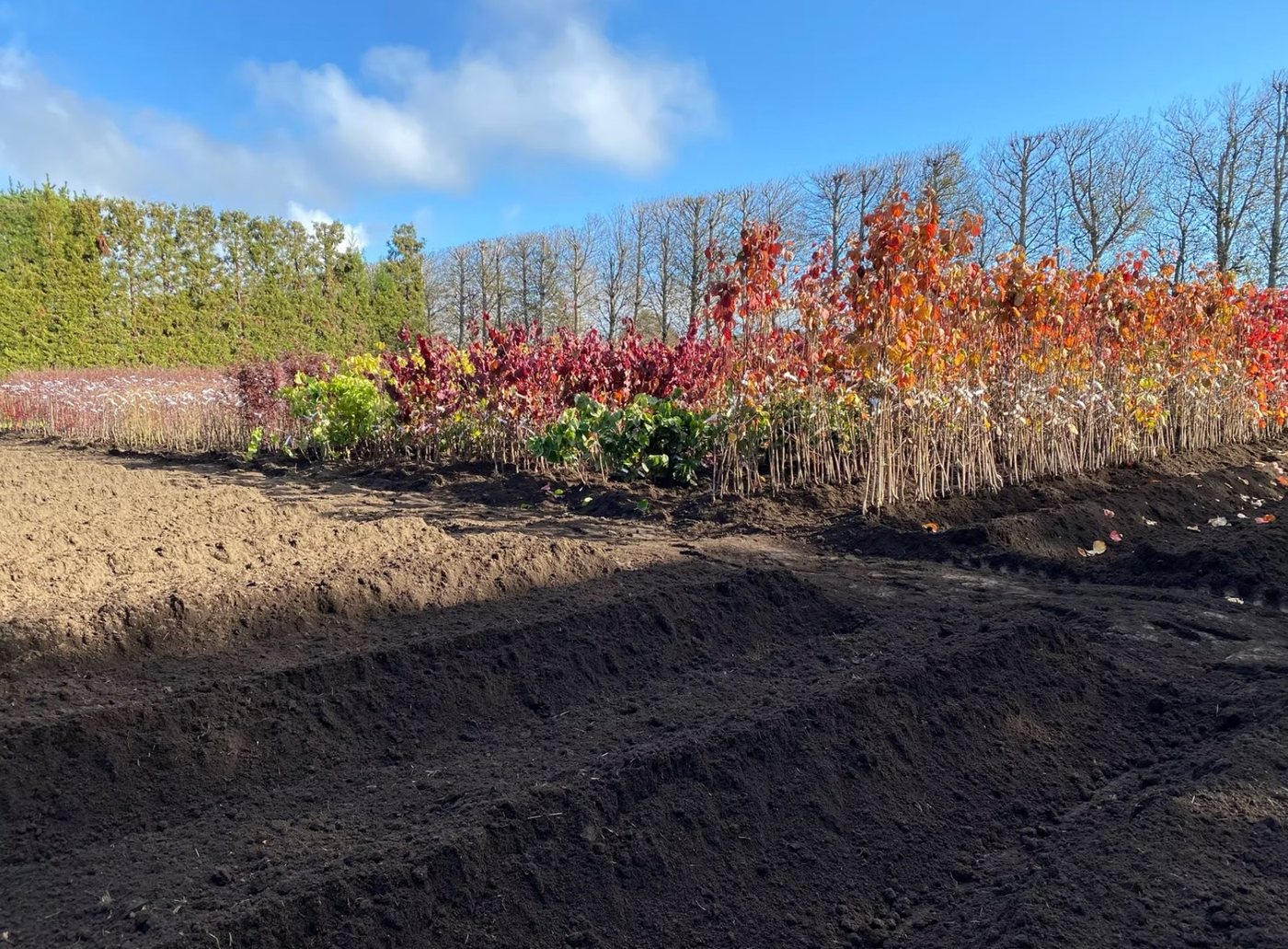 Bare root tree harvest — Michielsen's nursery shed