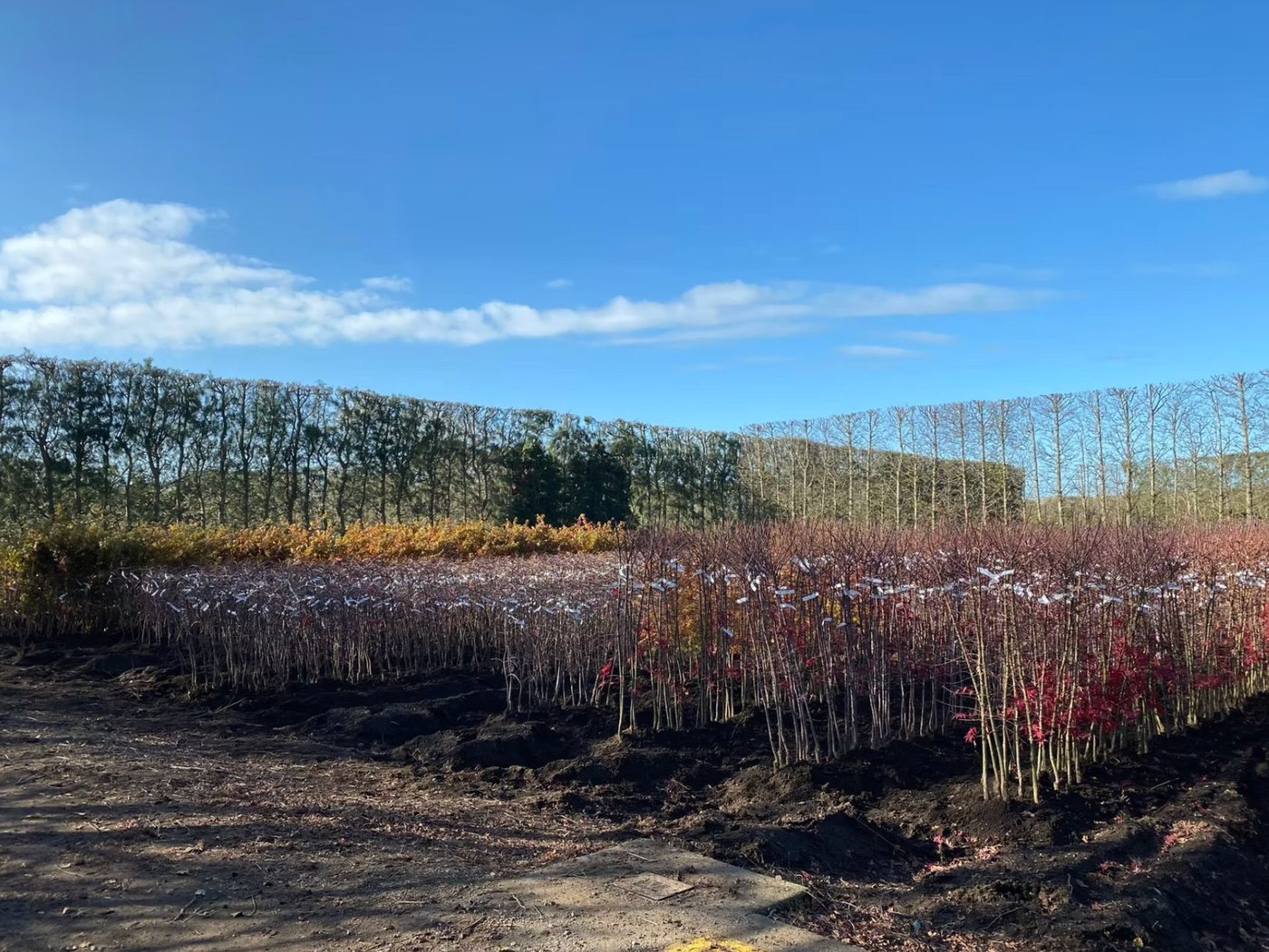 Green tree rows growing — Michielsen's nursery