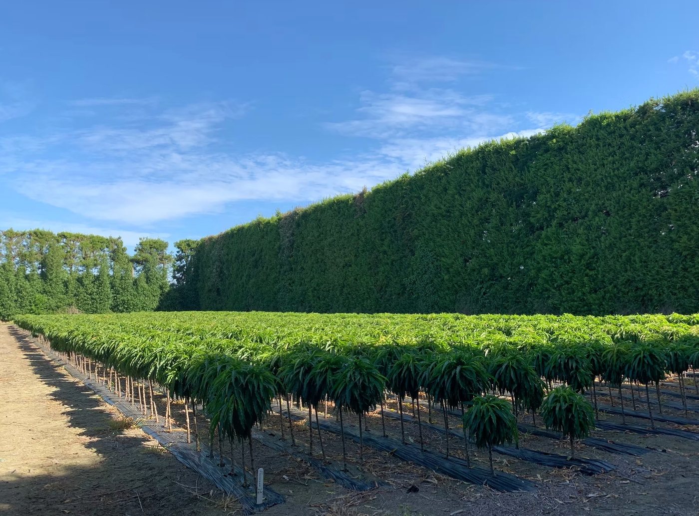 Bare root trees lined up — Michielsen's Taranaki nursery