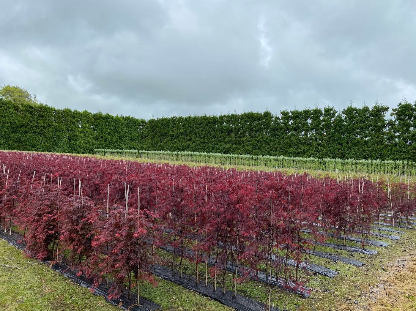 Michielsen's Tree Nursery — rows of deciduous trees Taranaki
