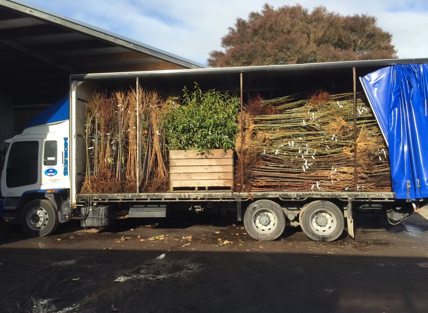 Japanese maple rows — Michielsen's Nursery Taranaki