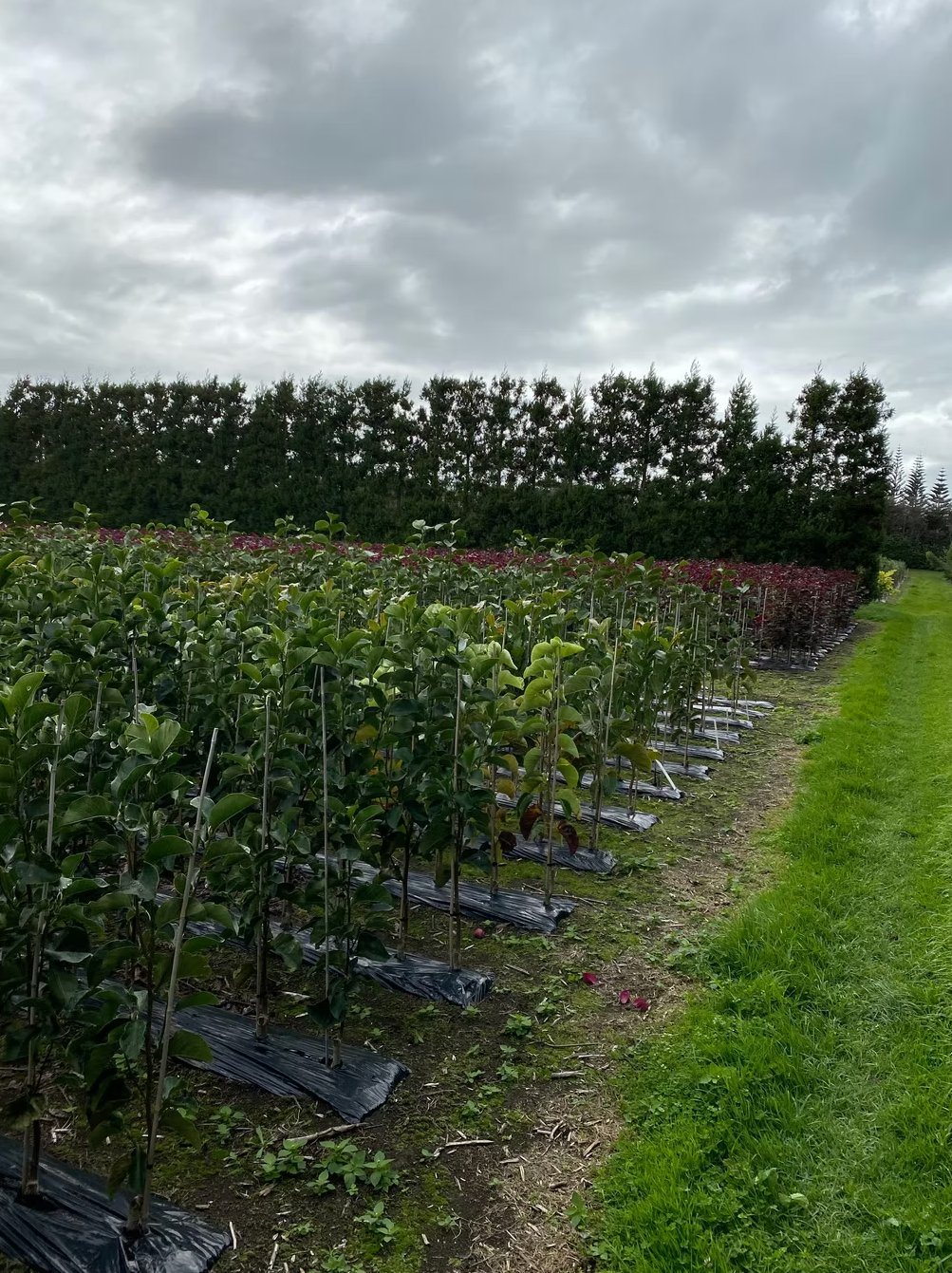 Michielsens Transport truck — NZ wide tree delivery